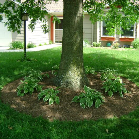 Horticulture, front lawn, trees and plants