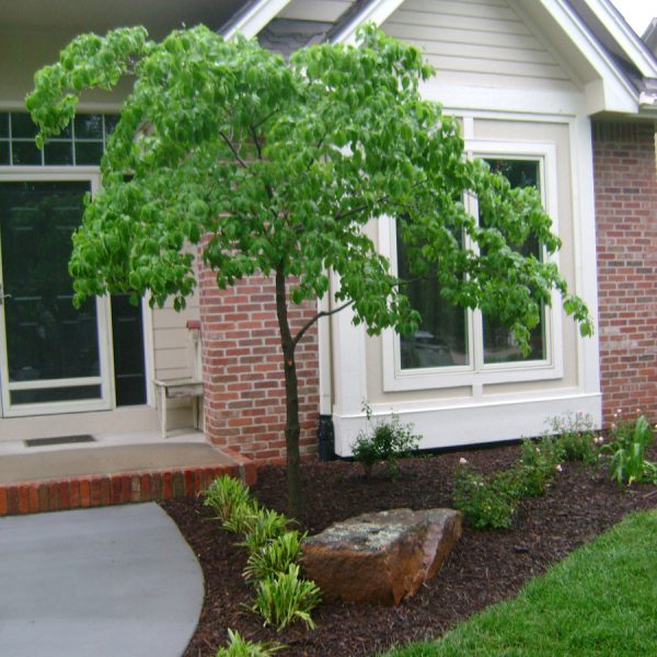 Front yard landscaping