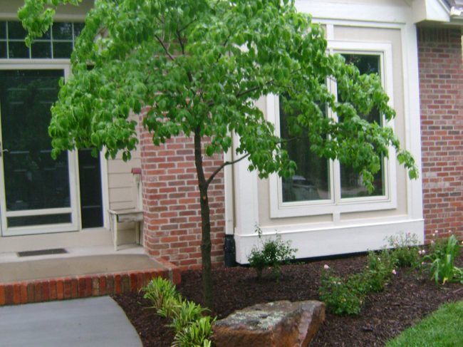 Front yard landscaping