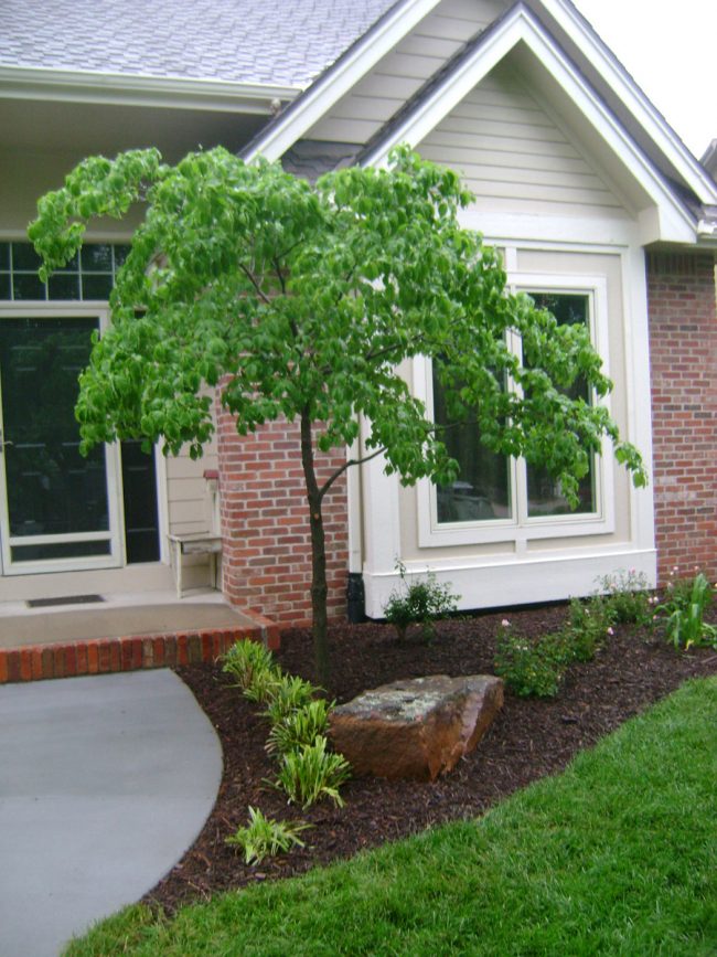 Front yard landscaping